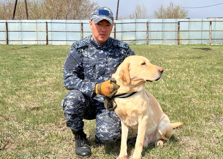 Абай облысында қызметтік ит есірткі жасырынған орынды тапты