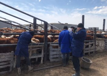 ҚАРАСАН – ЖҰҚПАЛЫ АУРУ