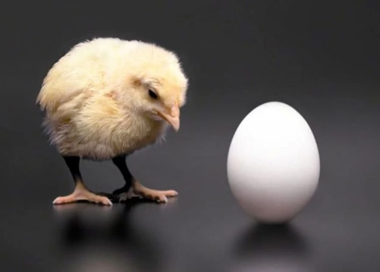 Тауық немесе жұмыртқа? Ғалымдар қайсысы бірінші пайда болғанын анықтады