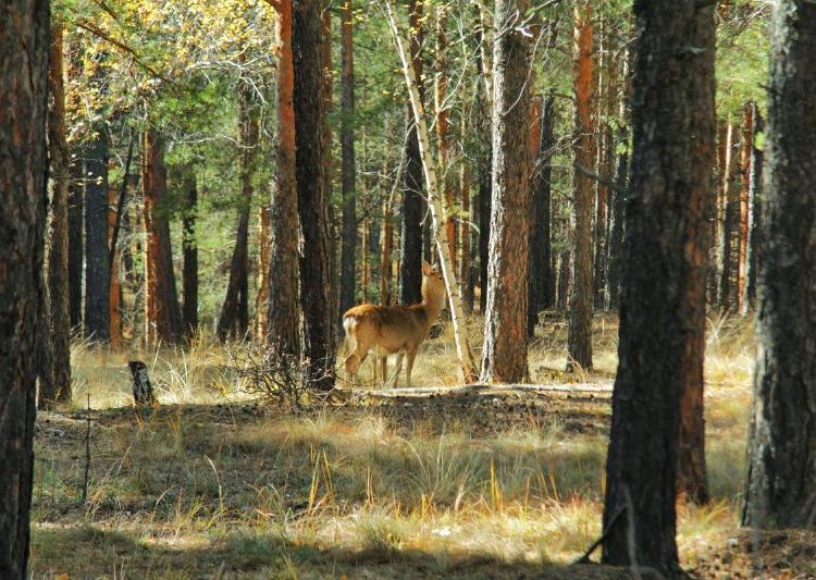 Абай облысында жануарлар дүниесін қорғау мақсатында аңшылық алқаптар бекітілуде