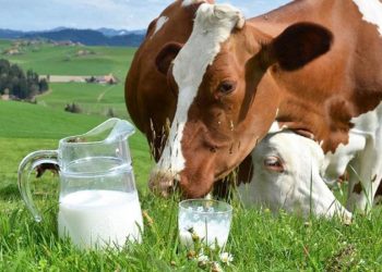 ОТАНДЫҚ ӨНДІРІСТІ ҚАЛАЙ ДАМЫТУҒА БОЛАДЫ?