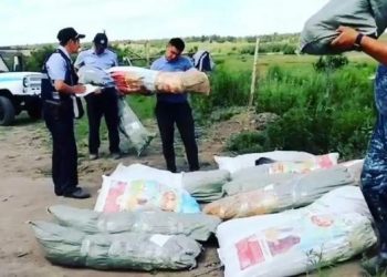 Абай облысында есірткі алқабынан 4,8 мыңнан астам қарасора бұтасы тәркіленді