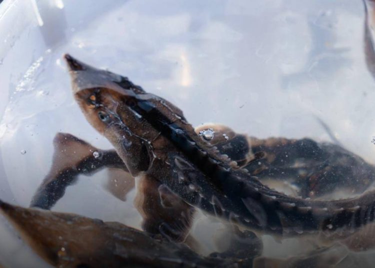 Ертіс өзеніне Сібір бекіресінің қорын қайта қалпына келтіру үшін өзенге бекіре шабақтары жіберілді