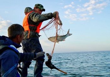 КӘСІПТІК БАЛЫҚ АУЛАУ ЗАҢ АЯСЫНДА ЖҮРГІЗІЛЕДІ