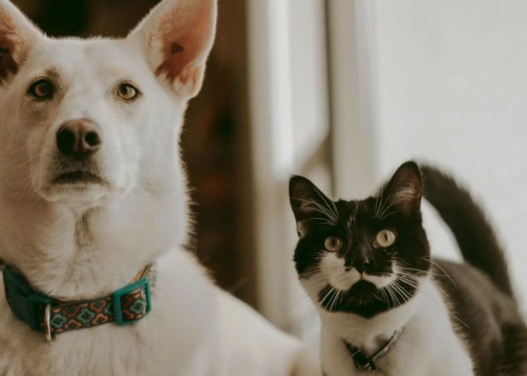 Бұралқы иттер мен мысықтарды аулау бақылауда