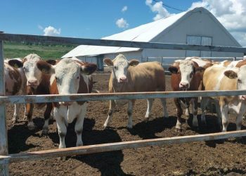 Асыл тұқымды мал басы көбейіп келеді