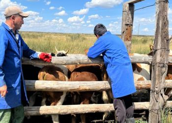 Өңірде ауыл шаруашылығы жануарларына профилактикалық егу жұмыстары жүргізілуде