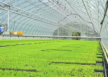 Орман шаруашылығы қызметкерлері күні: «Семей орманы» питомниктерінде жыл сайын 3,1 млн дейін қарағай көшеттерін өсіруге болады