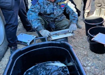 Ертіс өзеніне Сібір бекірелерінің шабақтары жіберілді