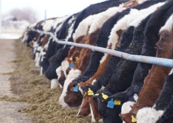 Абай облысындағы сүт өндірісі — өңірден ұлттық нарыққа