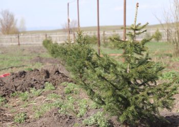 Көкпекті ауданында Ұлы Жеңістің 80 жылдығына 80 түп көшет егілді