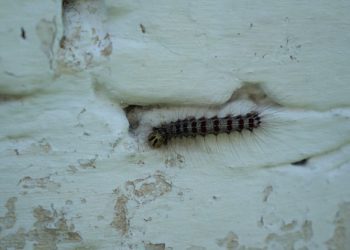 «Құрт қаптап, ауыл бос қалды»: ШҚО тұрғындары көмек сұрайды