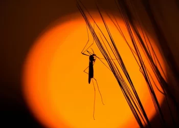 Масалар кімді көбірек шағады – дәрігер түсіндірді