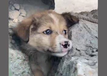 Семейде құтқарушылар бетон плитаның астында қалған күшікті аман алып шықты