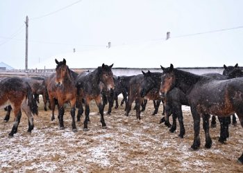 Бесқарағай жылқысы жеке тұқым болуға жақындады: облыс әкімі селекция барысымен танысты
