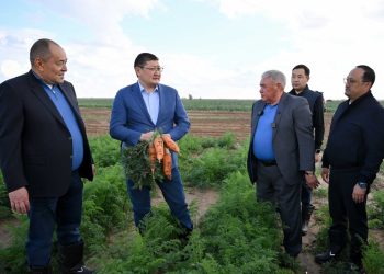 «Приречное» агрофирмасы Семейдің азық-түлік белдеуін күшейтіп, 5 мың басқа арналған бордақылау алаңы салмақ