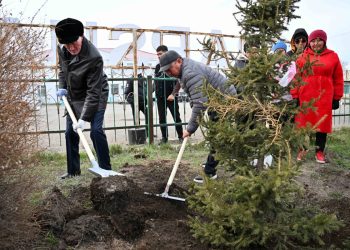 Қала мен аудандарда көгалдандыру қарқыны күшейеді: ағаштың жерсінуі бақылауда