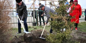 Қала мен аудандарда көгалдандыру қарқыны күшейеді: ағаштың жерсінуі бақылауда