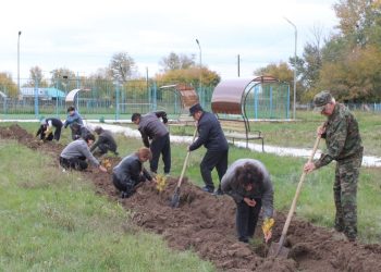 Бородулихада экологиялық науқан күшейді: биыл 7 мың түп ағаш егіледі