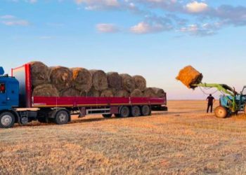 Қазақстанда 28,9 млн тонна мал азығы дайындалды