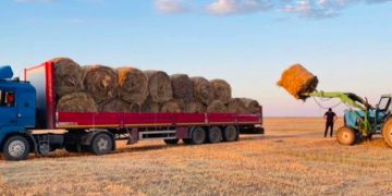 Қазақстанда 28,9 млн тонна мал азығы дайындалды