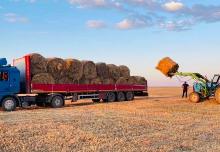 Қазақстанда 28,9 млн тонна мал азығы дайындалды