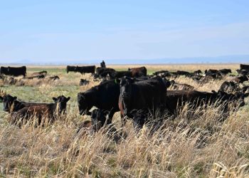 Абай облысында ауыл шаруашылығын дамыту мәселелері талқыланды