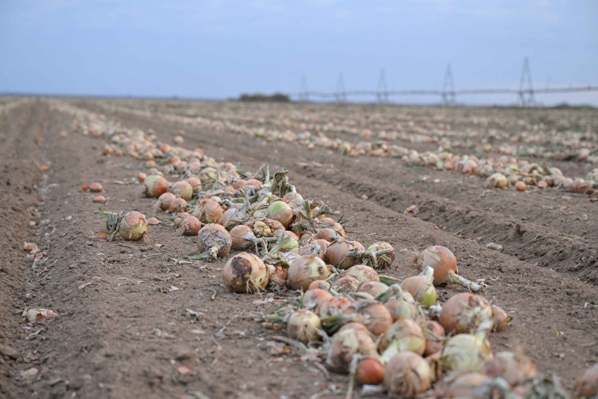 Ауыл шаруашылығы министрі Семей маңындағы ет пен көкөніс өндірісін қарады: жаңа кешен 2026 тамызда ашылады