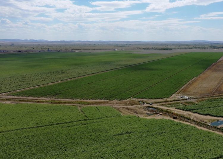 Егістік ұлғайды, басымдық — азық-түлік белдеуі мен суармалы егіншілік