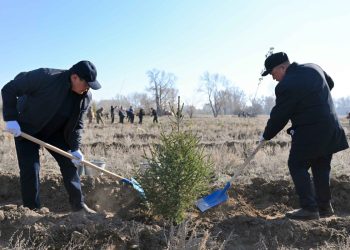Семейде 100 гектарлық орман тұқымбағы іске қосылды