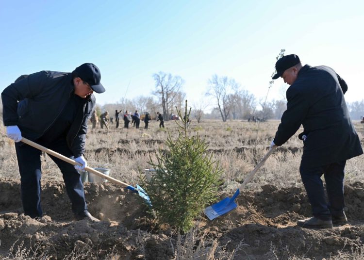 Семейде 100 гектарлық орман тұқымбағы іске қосылды