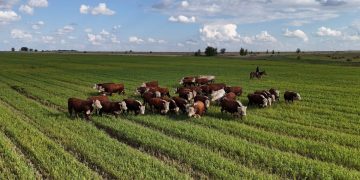 Абай облысында ауыл шаруашылығы саласында оң көрсеткіштерге қол жеткізілді