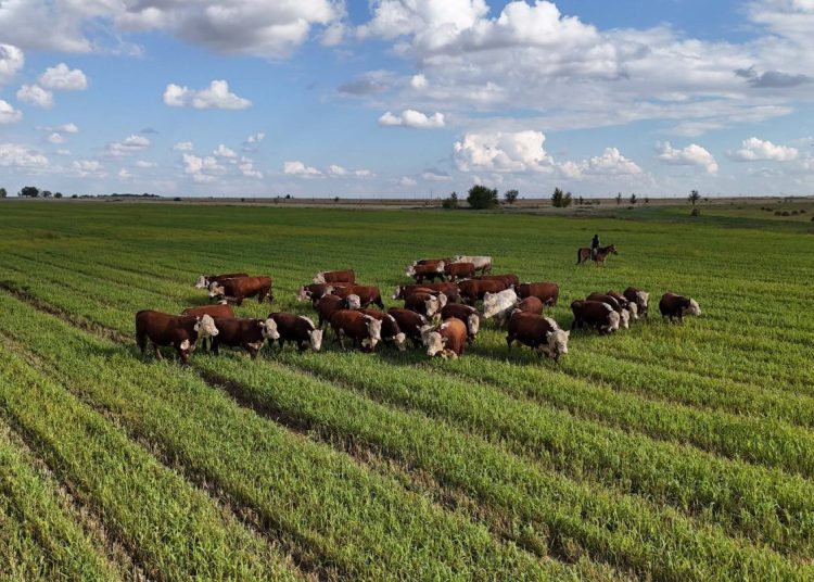 Абай облысында ауыл шаруашылығы саласында оң көрсеткіштерге қол жеткізілді