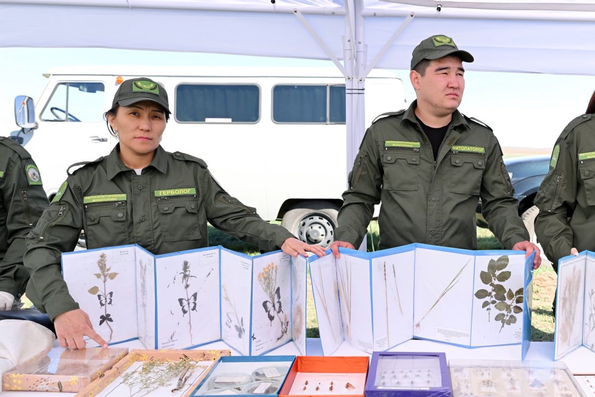 Шегірткеге қарсы күрес күшейтілді