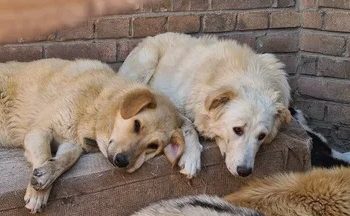 Биыл өңірде 3 262 бас қаңғыбас жануар ауланды