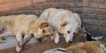 Биыл өңірде 3 262 бас қаңғыбас жануар ауланды