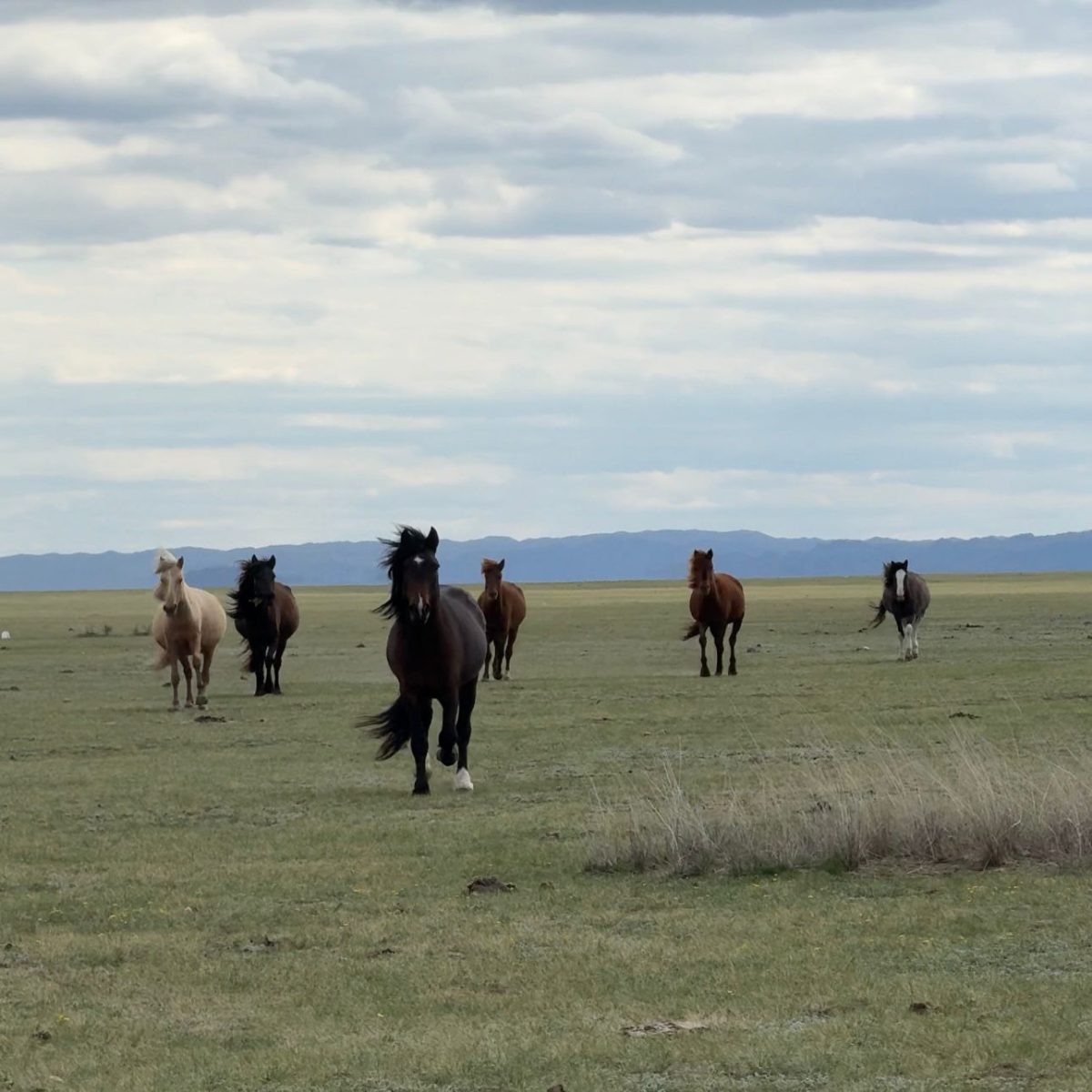 Ауылға серпін: Абай ауданында кәсіпкерлік жаңа деңгейге көтерілуде