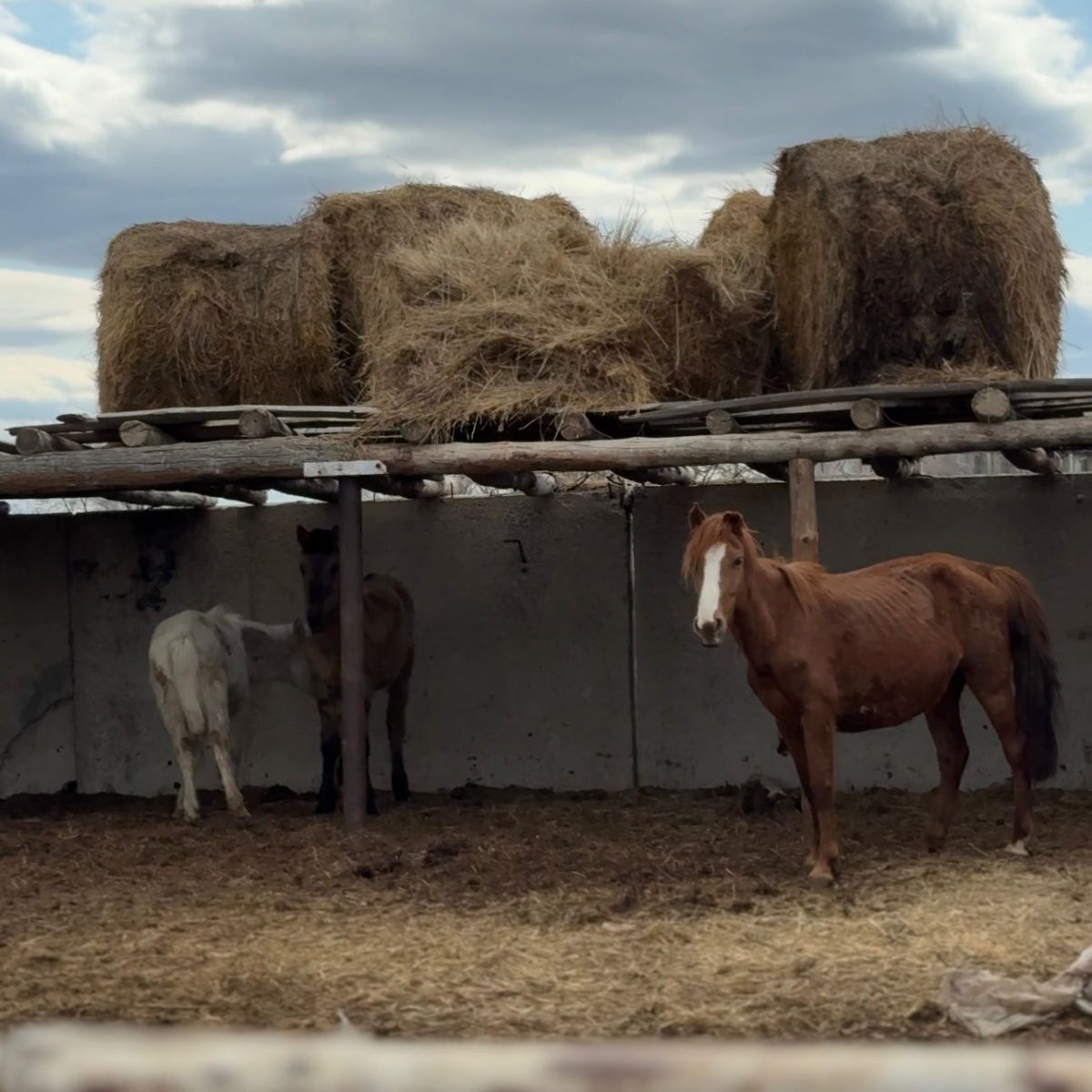 Ауылға серпін: Абай ауданында кәсіпкерлік жаңа деңгейге көтерілуде
