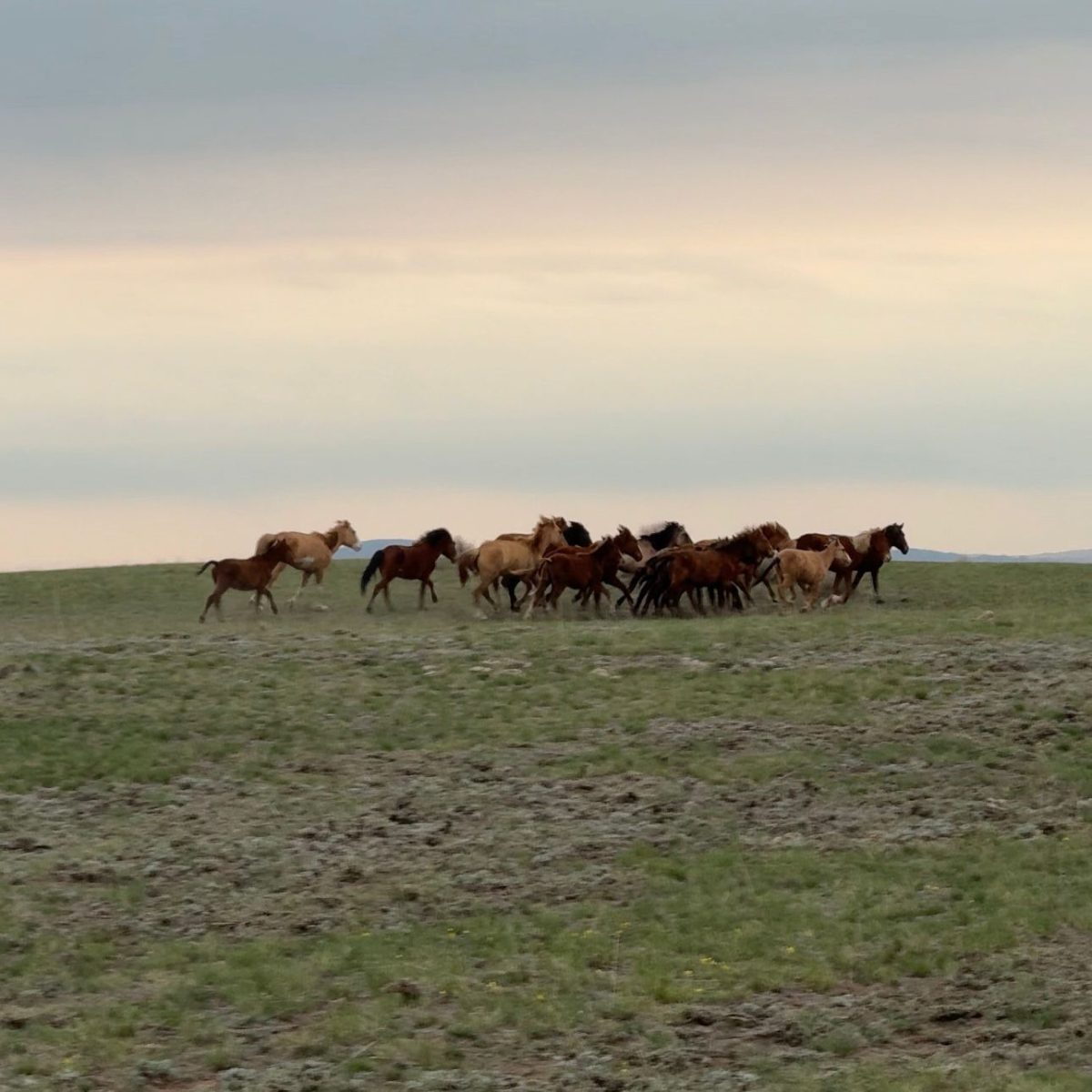 Ауылға серпін: Абай ауданында кәсіпкерлік жаңа деңгейге көтерілуде