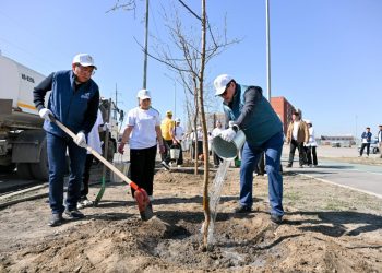 Семейде 200-ден астам ағаш отырғызылып, көгалдандыру жұмыстары басталды