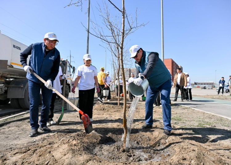 Семейде 200-ден астам ағаш отырғызылып, көгалдандыру жұмыстары басталды