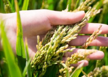 Қазақстанда күріш өндірісі мен экспорты артты