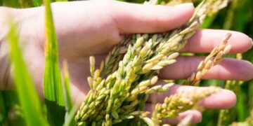 Қазақстанда күріш өндірісі мен экспорты артты